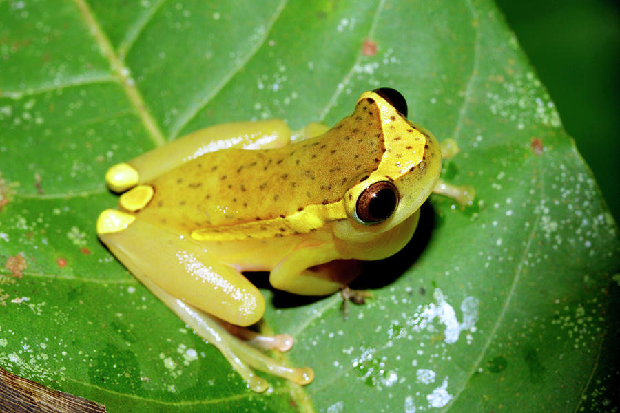 Tree Frog Photograph by Dr Morley Read/science Photo Library