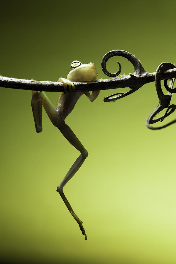 Frog Photograph - Tree frog falling avoid extinction by Dirk Ercken