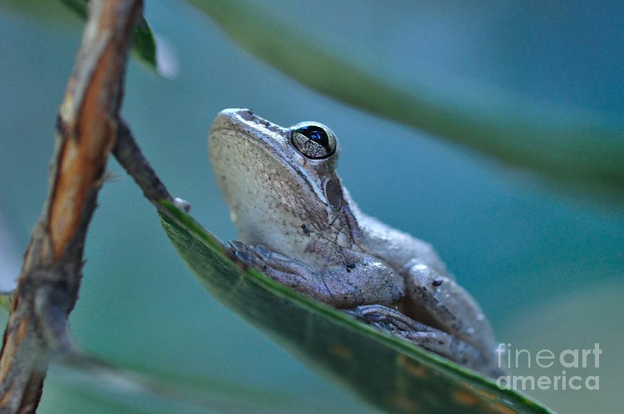 Tree Frog Gray Looks up Into Blue Photograph by Wayne Nielsen