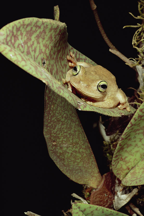 Tree Frog In Canopy Orchid Trinidad Photograph by Mark Moffett