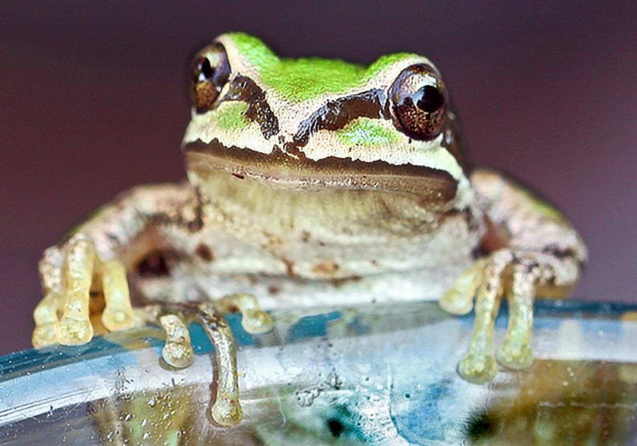 Tree Frog Photograph by Jean Noren
