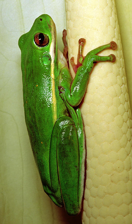 Tree Frog Photograph by Millard H. Sharp