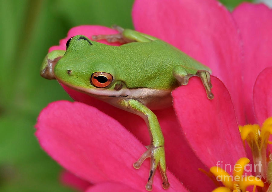Tree Frog On A Pink Flower Photograph by Kathy Baccari
