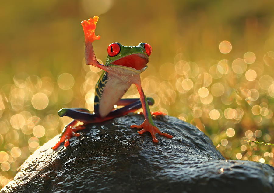 Tree frog on a rock, Indonesia Photograph by Shikheigoh