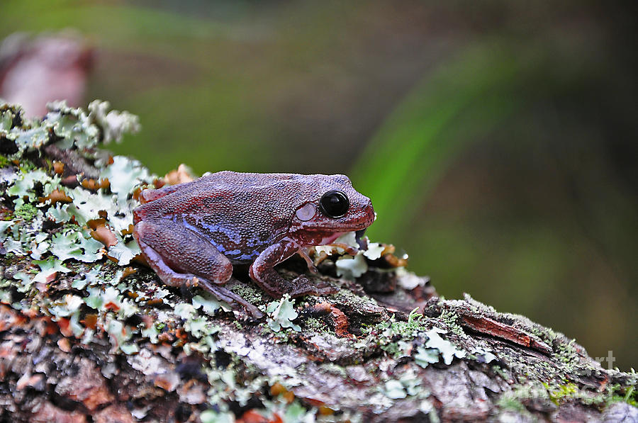Tree Frog on an Old Log Photograph by Al Powell Photography USA