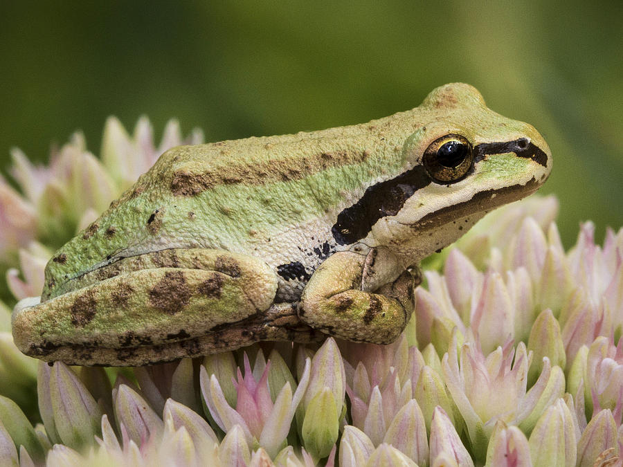 Nature Photograph - Tree Frog on Sedum by Jean Noren