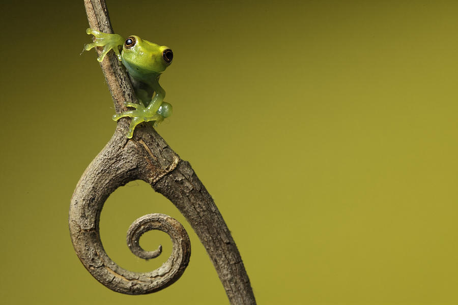 Jungle Photograph - Tree Frog On Twig In Background Copyspace by Dirk Ercken