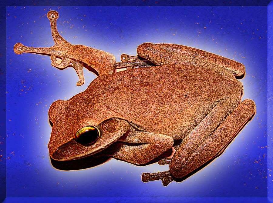 Tree Frog On Wall Photograph by Roy Foos