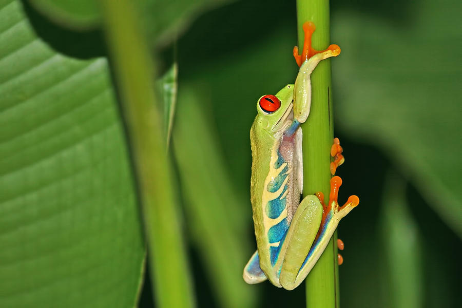 Tree Frog Photograph by Peggy Collins