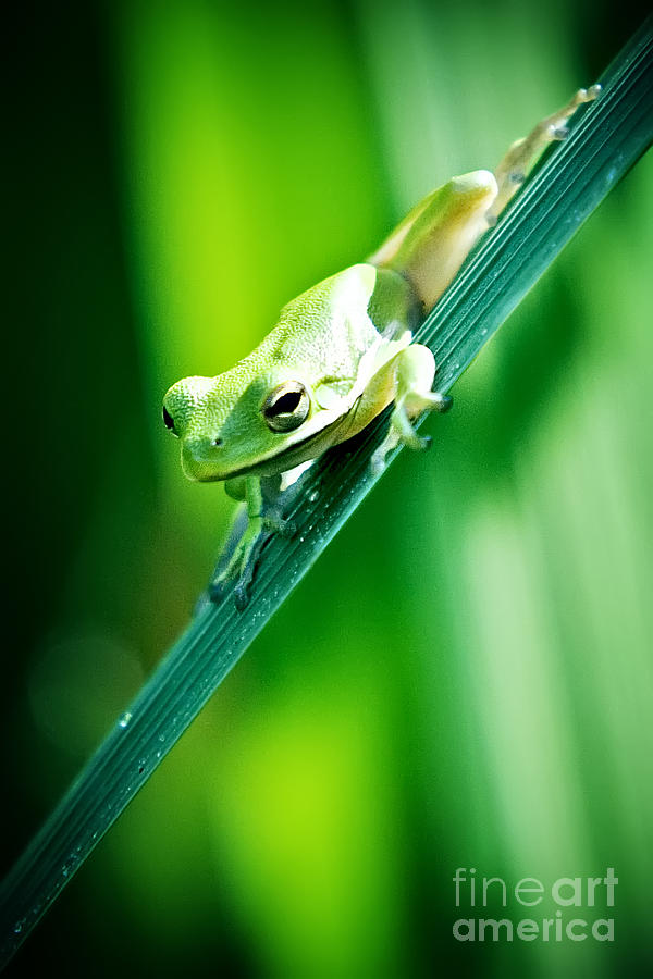 Tree Frog Portrait Photograph