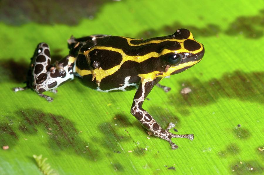 Tree Frog (ranitomeya Ventrimaculata) Photograph By Philippe Psaila ...