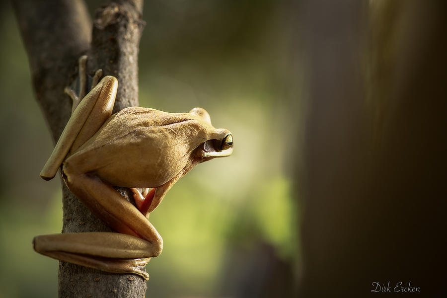 Jungle Photograph - Tree frog ready to jump by Dirk Ercken