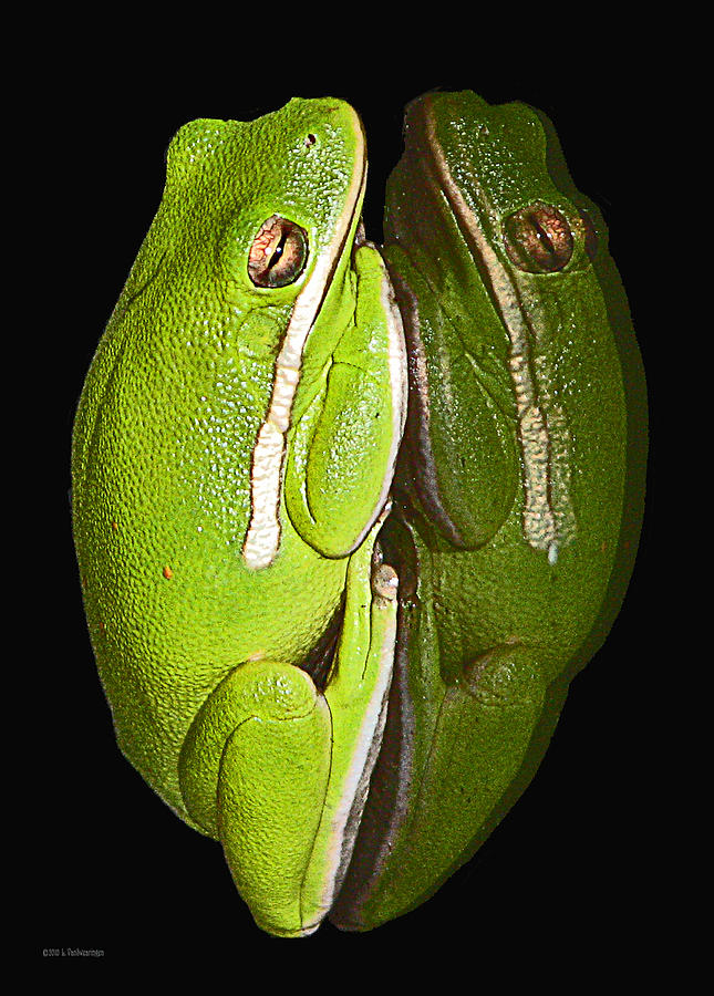 Tree Frog Reflection Photograph by Lucy VanSwearingen