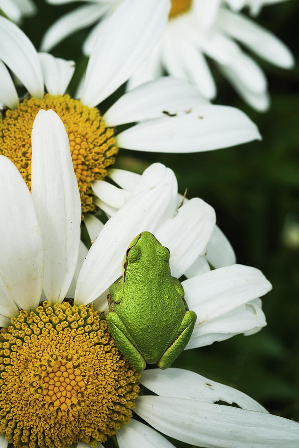 Tree Frog Rests On A Daisy  Astoria Photograph by Robert L. Potts