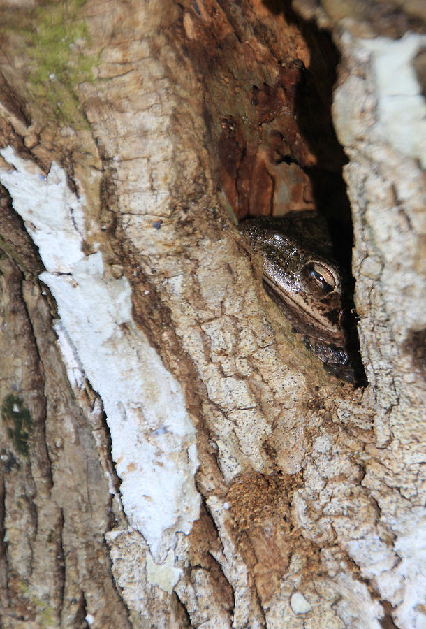 Tree Frog Photograph by Rosalie Scanlon