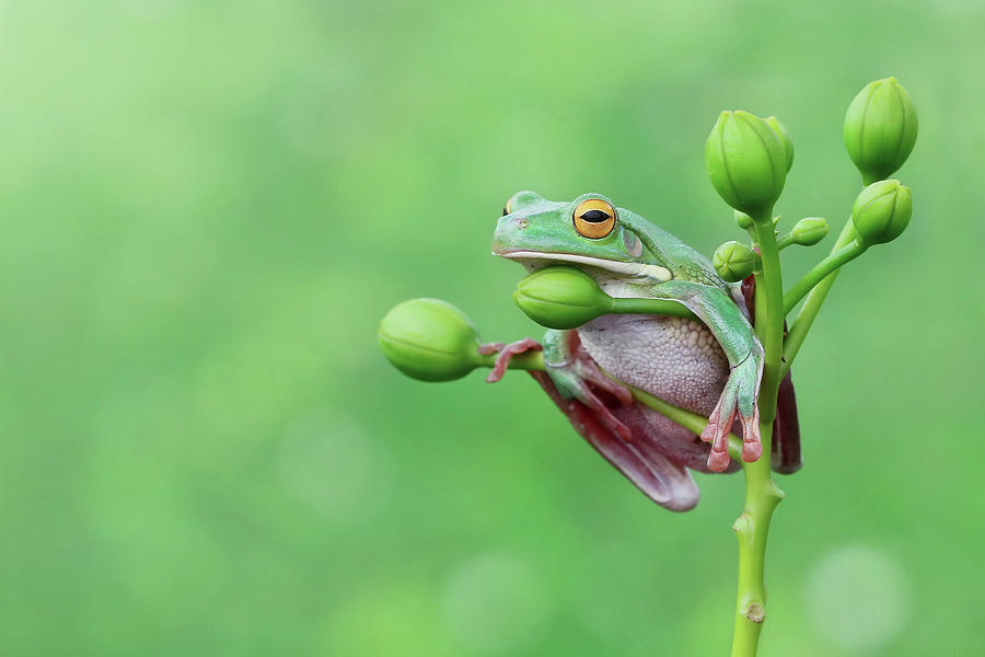 Tree Frog Sitting On A Plant, Indonesia Photograph by Kuritafsheen
