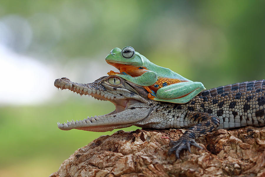 Tree frog sitting on  crocodile Photograph by Kuritafsheen