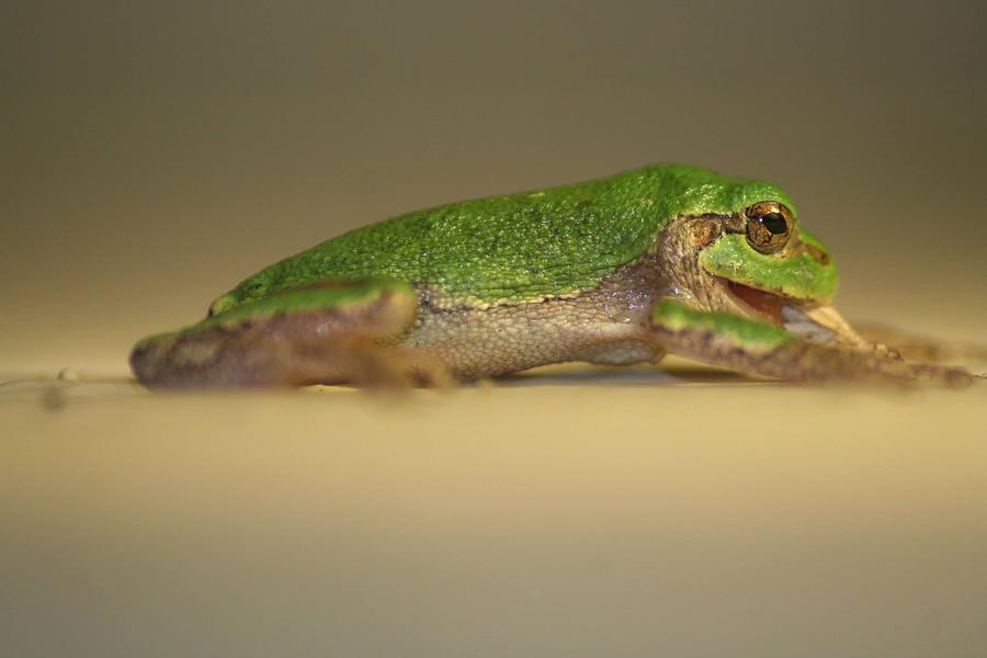 Frog Photograph - Tree Frog by Tony Gustina