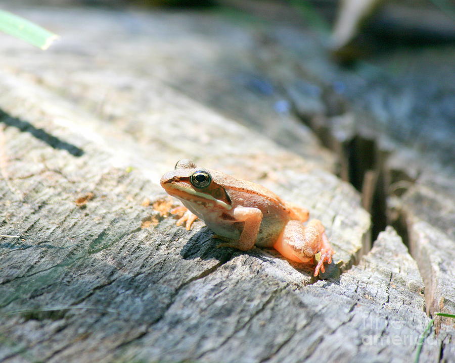 Frog Photograph - Tree Frog Travels by Neal Eslinger