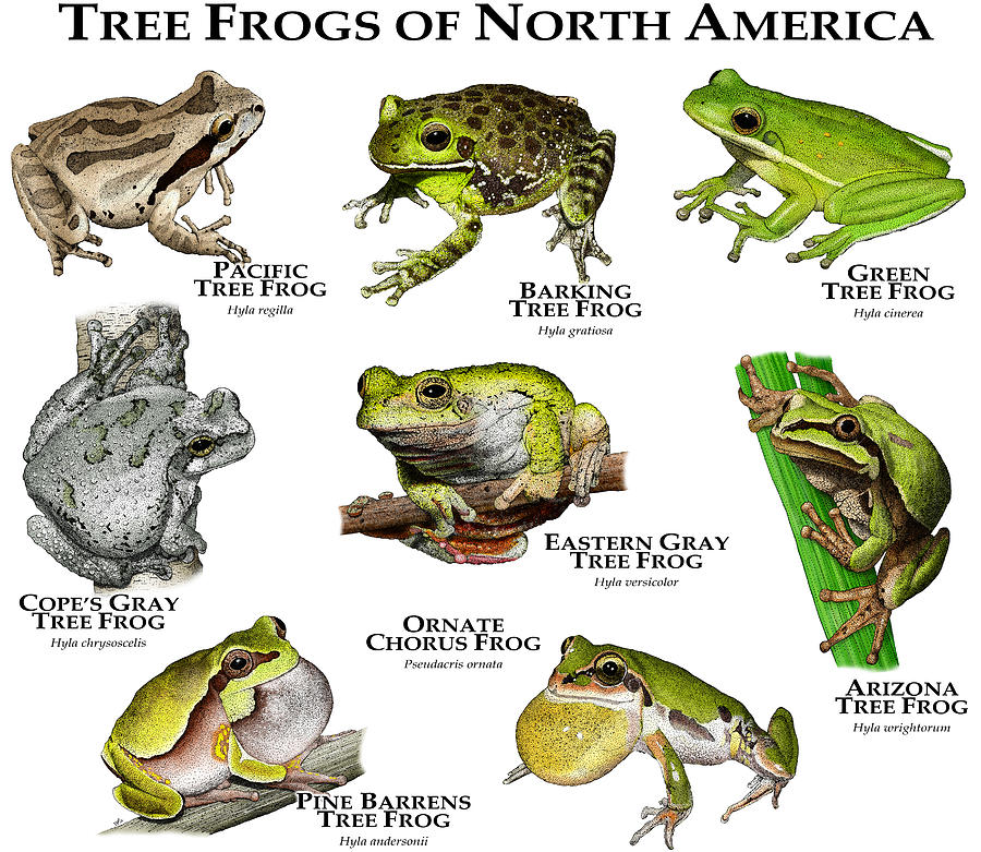Tree Frogs Of North America Photograph by Roger Hall