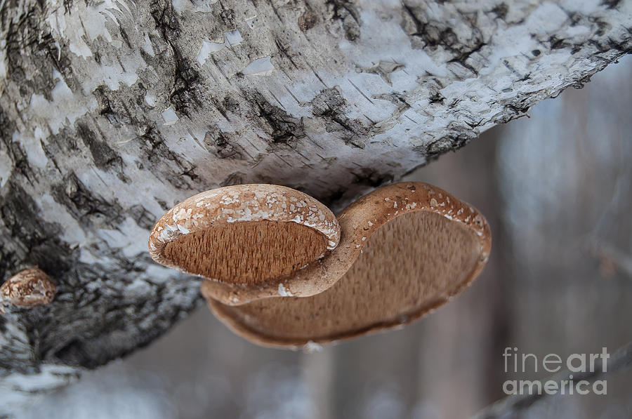 Tree Fungi Photograph by Bianca Nadeau