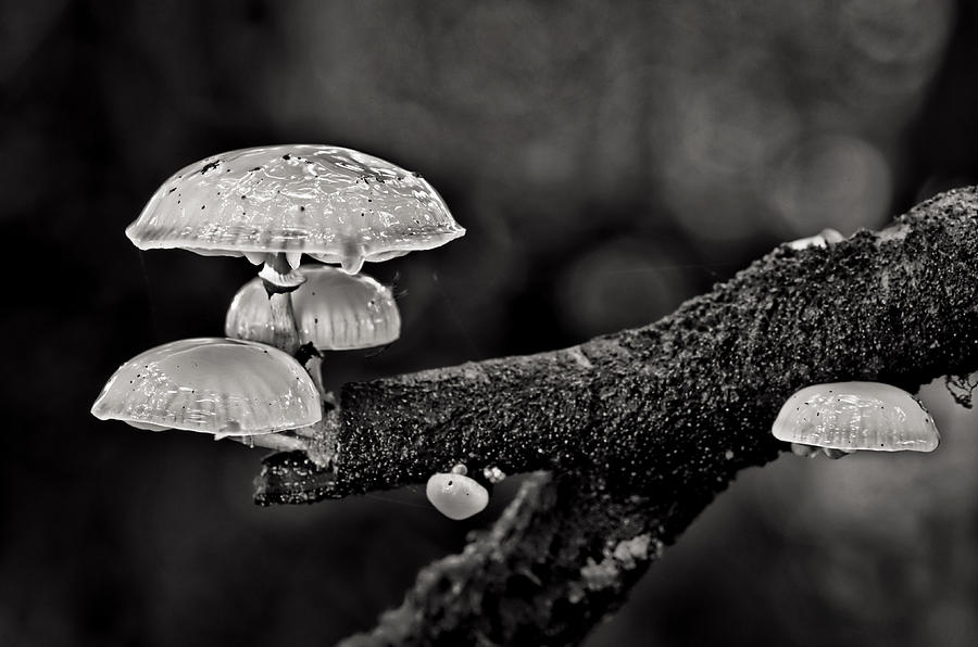 Tree fungi Photograph by Pete Hemington