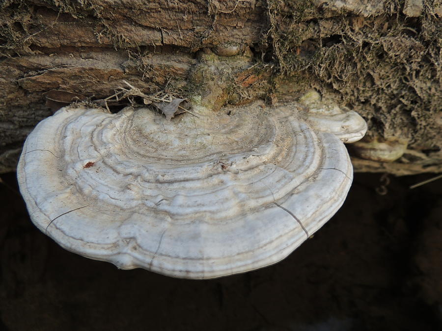 Mushroom Photograph - Tree Fungus by Anastasia Konn