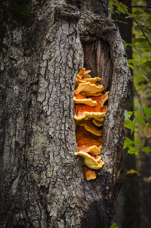 Tree Fungus Photograph by Bradley Clay