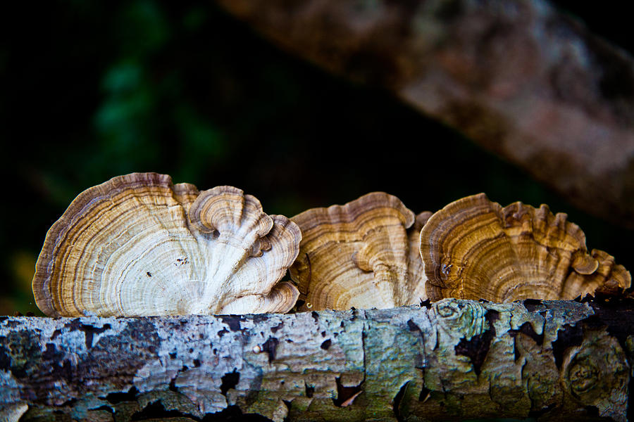 Tree Fungus Photograph by Carole Hinding