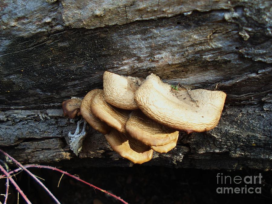 Tree Fungus Photograph by J L Zarek