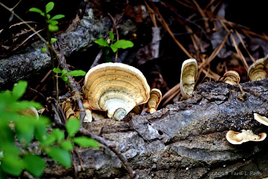 Tree Fungus Photograph by Tara Potts