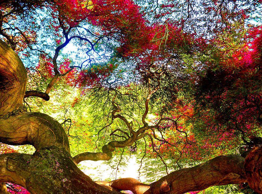 Nature Photograph - Tree Galaxy by Alice Kay H