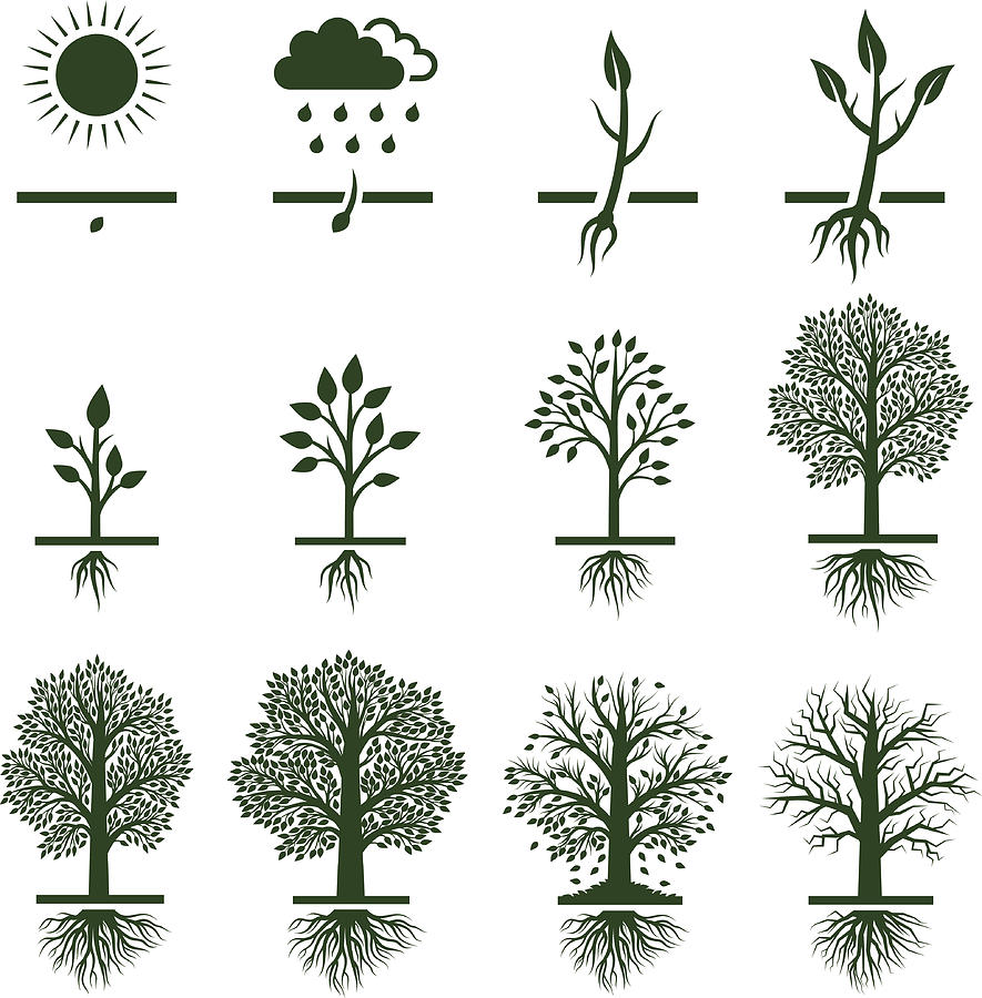 Tree Growing growth life cycle royalty free vector icon set Drawing by Bubaone