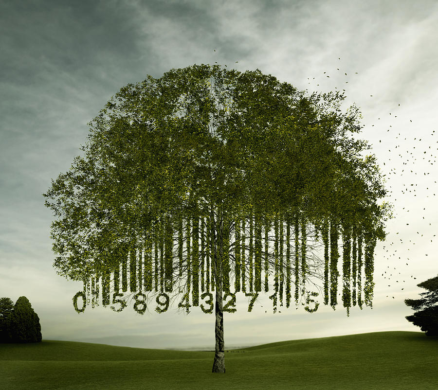 Tree growing in bar code shape Photograph by Colin Anderson Productions Pty Ltd