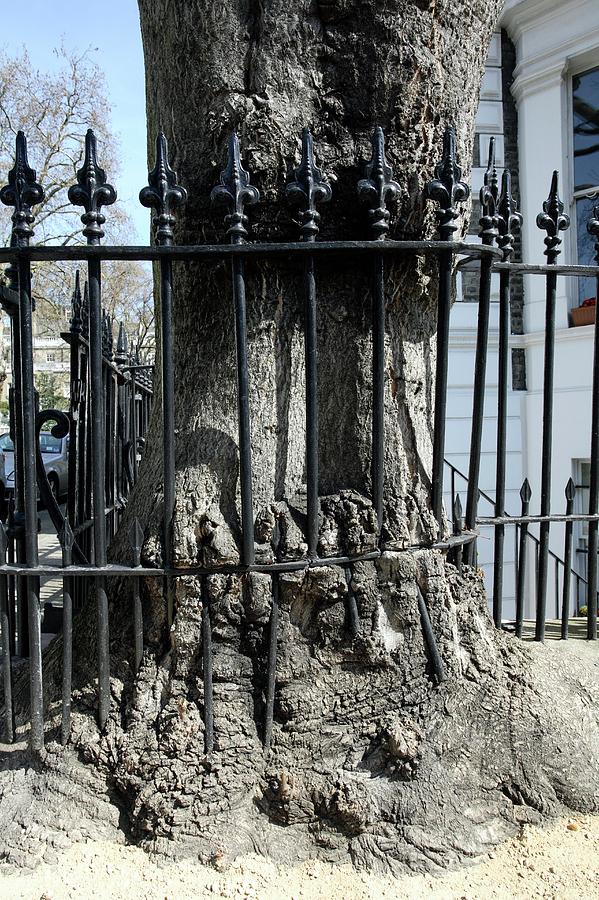 Tree Growing Into Railings Photograph by Peter Falkner/science Photo Library