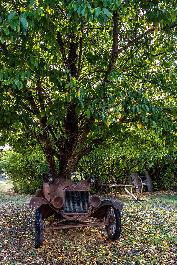 Tree Growing Out of Old Car - 1 Photograph by Rob Green