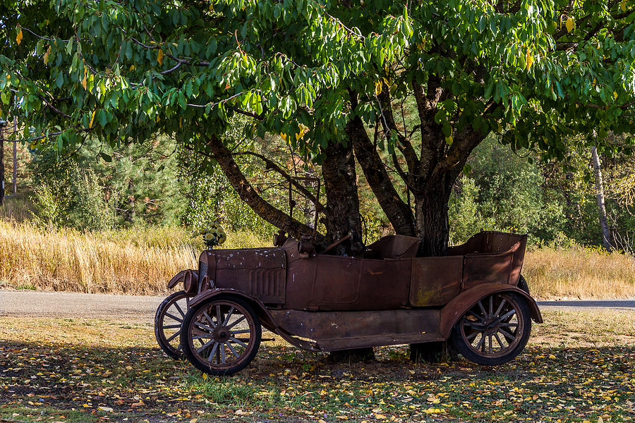 Tree Photograph - Tree Growing out of Old Car - 2  by Rob Green