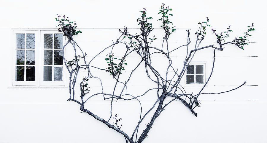 Tree Grows Alongside A White Washed Photograph by Leah Bignell