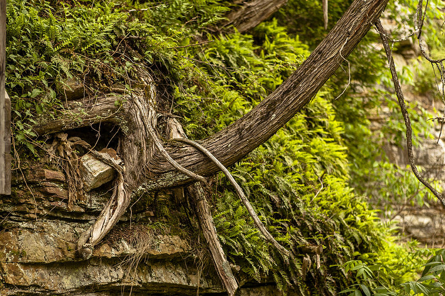 Tree grows from rock outcrop Photograph by Eric Swan - Fine Art America