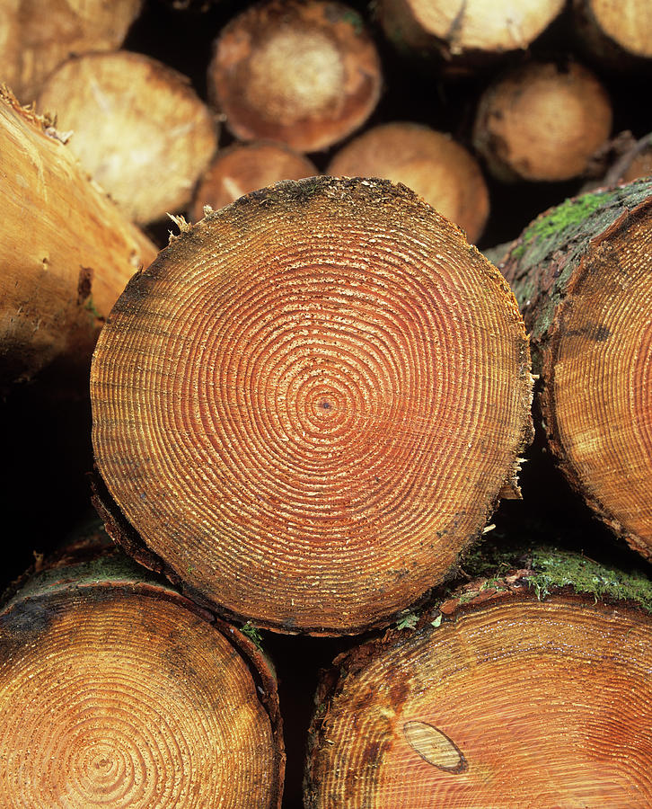 Tree Growth Rings Photograph by Martin Bond/science Photo Library