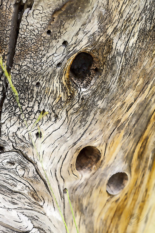 Tree Holes Photograph by Jerry Nettik