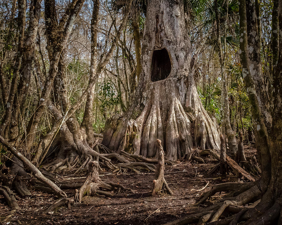 Tree House Photograph by Bill Martin