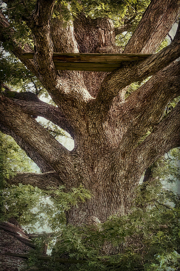 Nature Photograph - Tree House by Wayne Meyer