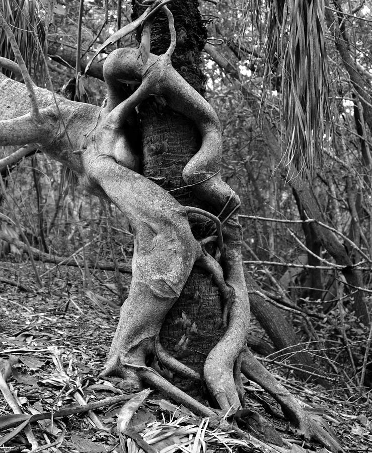 Nature Photograph - Tree Hugger by David Lee Thompson