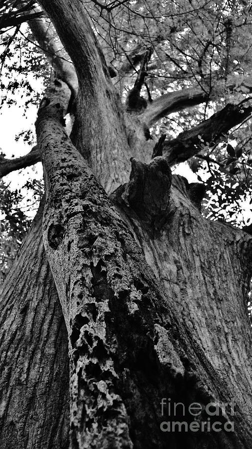 Tree Hugger Photograph by Keri West