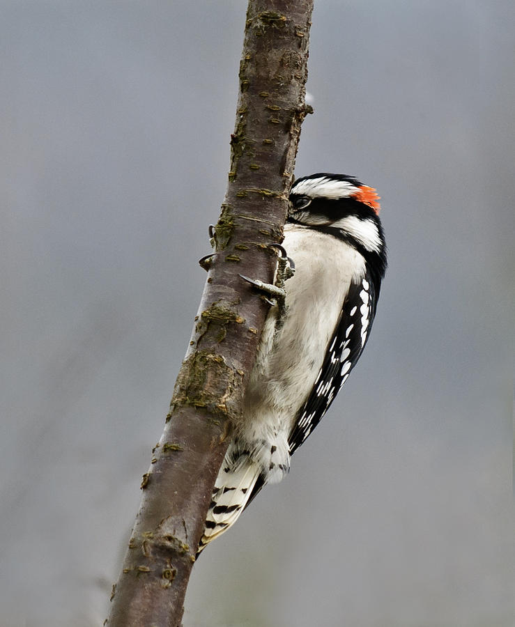 Woodpecker Photograph - Tree Hugger by Lara Ellis