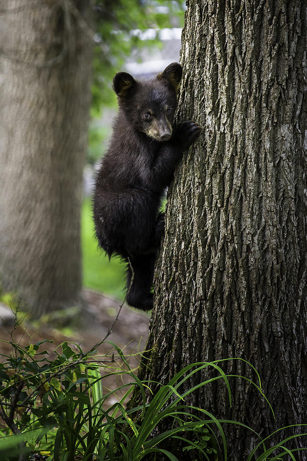 Tree Hugger Photograph by Sara Hudock