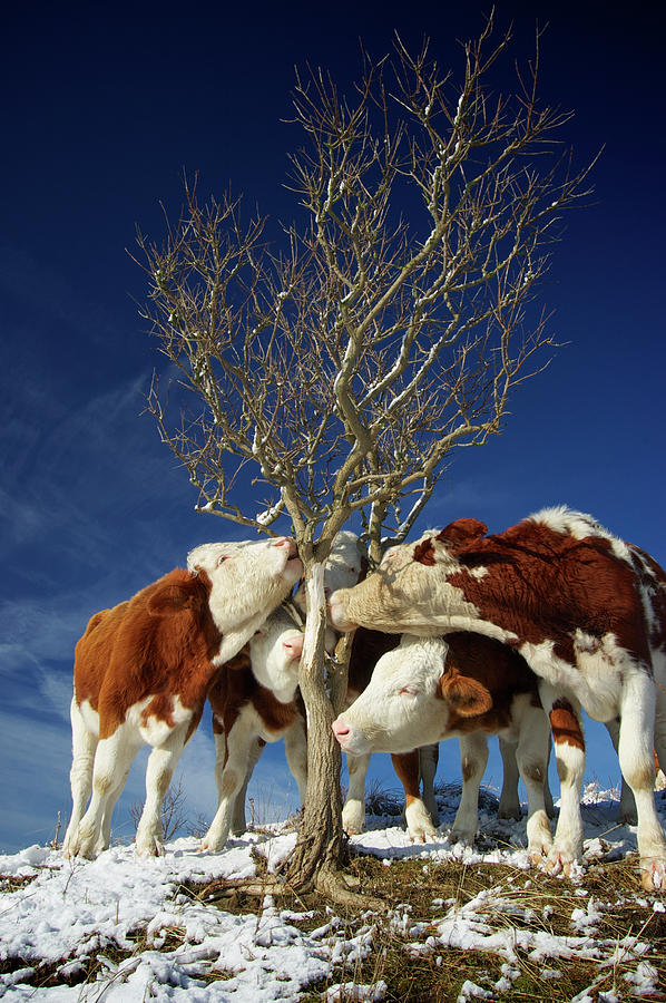 Tree Hugging Cows Photograph by Jan Klomp