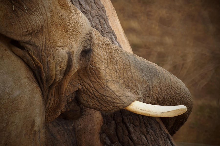 Animal Photograph - Tree Hugging Elephant by Ernest Echols