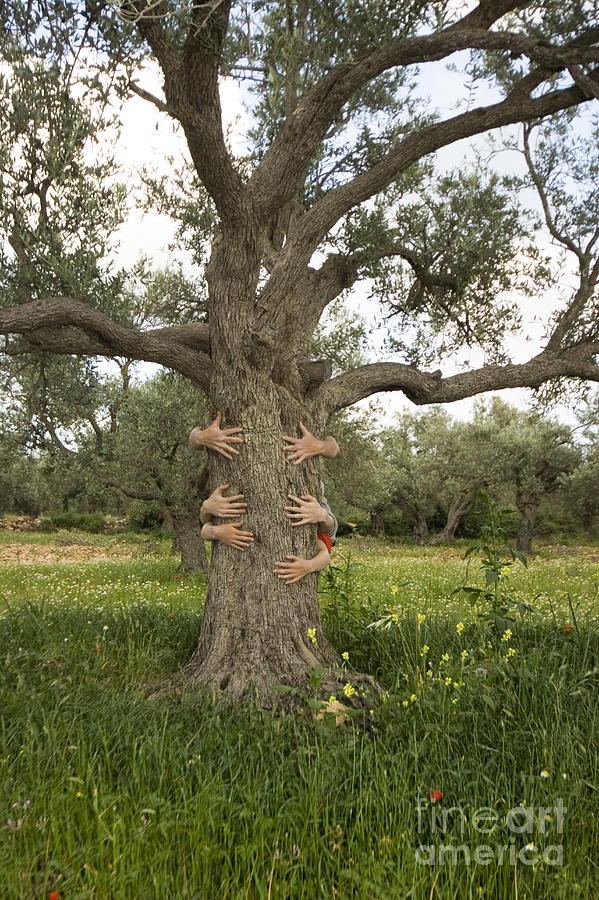 Nature Photograph - Tree Hugging Green Ecological Concept  by Eyal Bartov